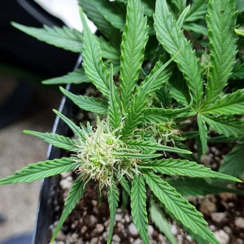 Sugar Black Rose Auto growlog timeline photo
