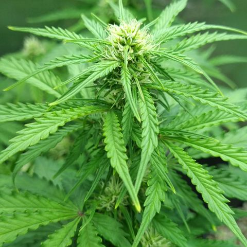 Sugar Black Rose Auto growlog timeline photo