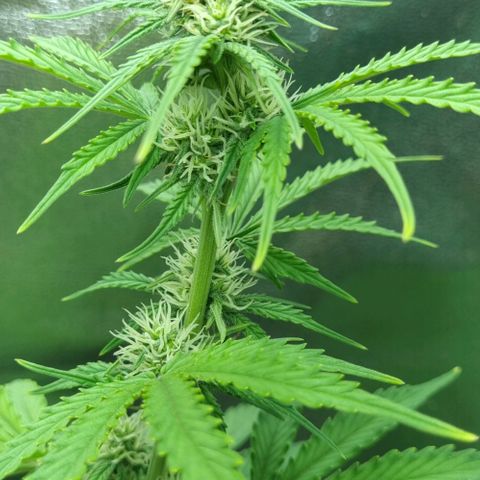 Sugar Black Rose Auto growlog timeline photo
