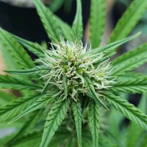 Sugar Black Rose Auto growlog timeline photo