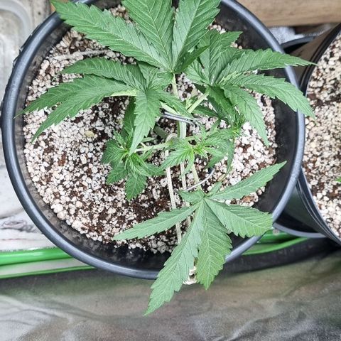 Cookies growlog timeline photo