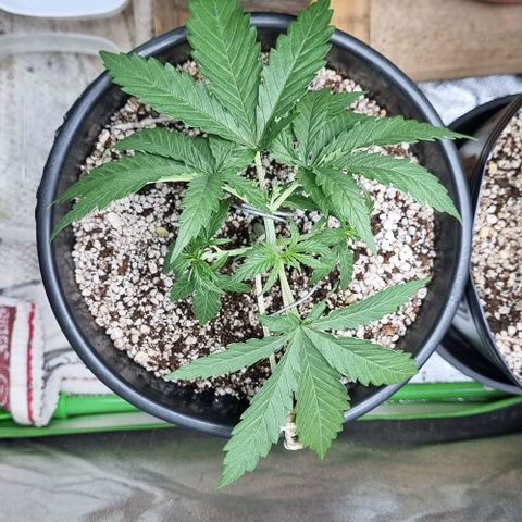 Cookies growlog timeline photo