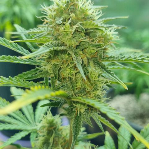 Sugar Black Rose Auto growlog timeline photo