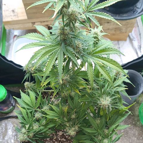 Sugar Black Rose Auto growlog timeline photo