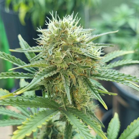 Sugar Black Rose Auto growlog timeline photo
