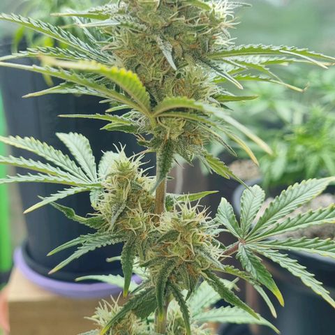 Sugar Black Rose Auto growlog timeline photo