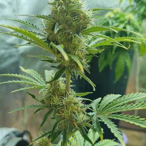 Sugar Black Rose Auto growlog timeline photo