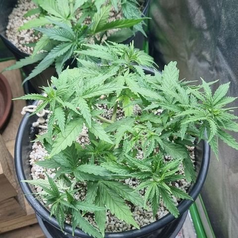 Cookies growlog timeline photo