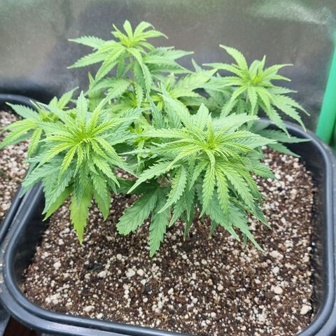 Cookies growlog timeline photo