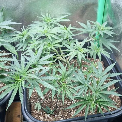Cookies growlog timeline photo