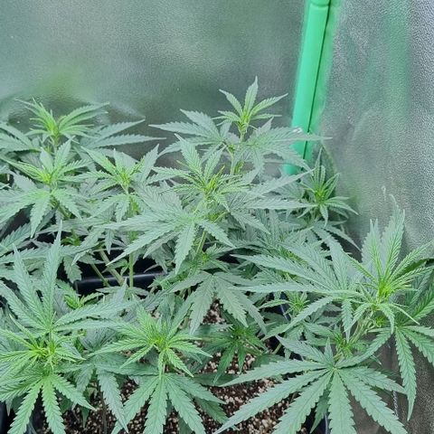 Cookies growlog timeline photo