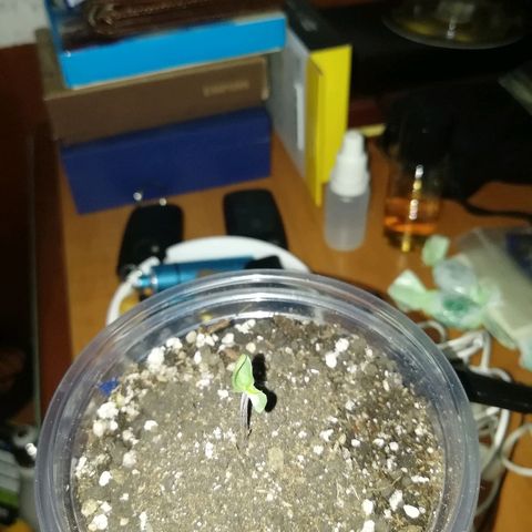 Super Lemon Haze Automatic growlog timeline photo
