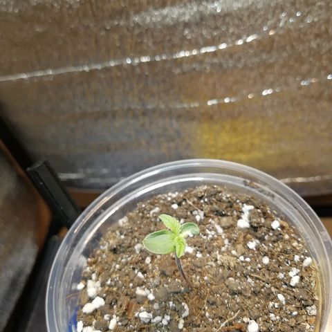 Super Lemon Haze Automatic growlog timeline photo
