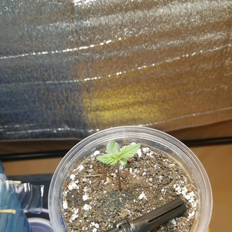 Super Lemon Haze Automatic growlog timeline photo