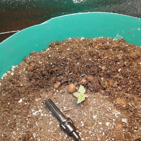 Super Lemon Haze Automatic growlog timeline photo