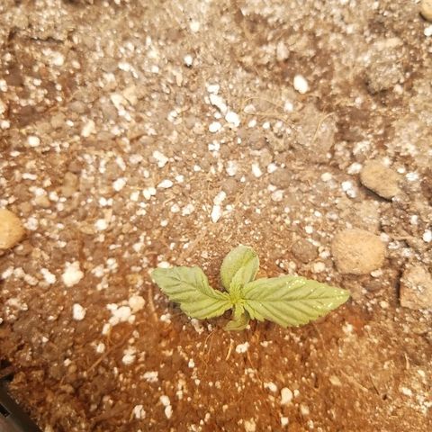 Super Lemon Haze Automatic growlog timeline photo