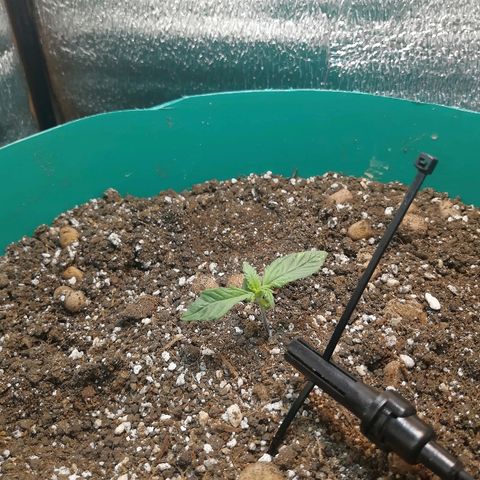 Super Lemon Haze Automatic growlog timeline photo