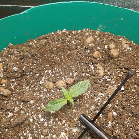Super Lemon Haze Automatic growlog timeline photo