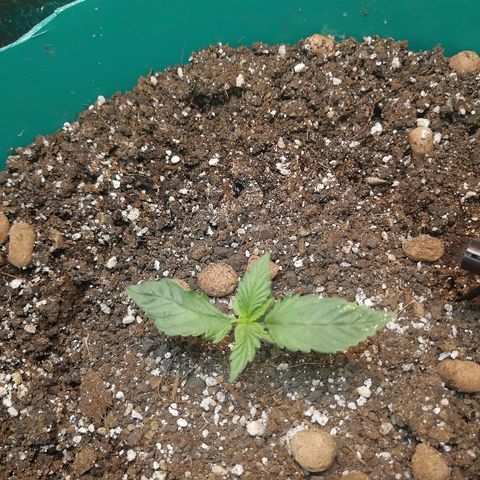 Super Lemon Haze Automatic growlog timeline photo