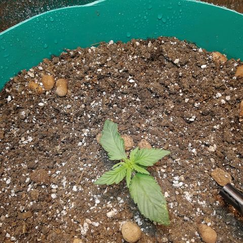 Super Lemon Haze Automatic growlog timeline photo