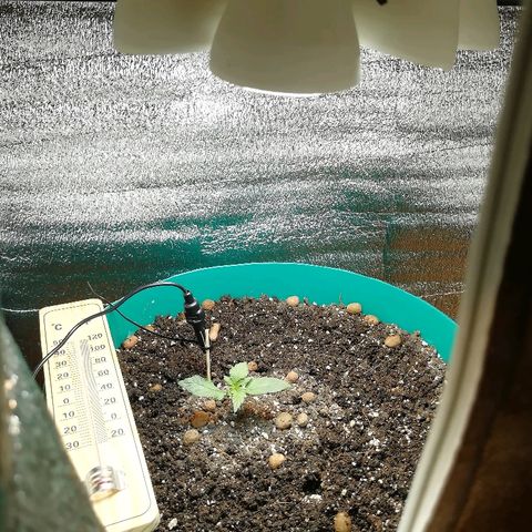 Super Lemon Haze Automatic growlog timeline photo
