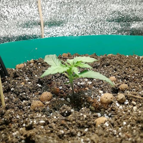 Super Lemon Haze Automatic growlog timeline photo