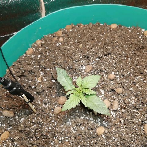 Super Lemon Haze Automatic growlog timeline photo