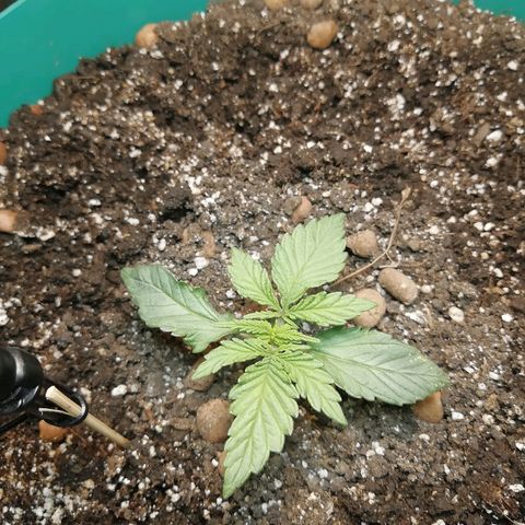 Super Lemon Haze Automatic growlog timeline photo