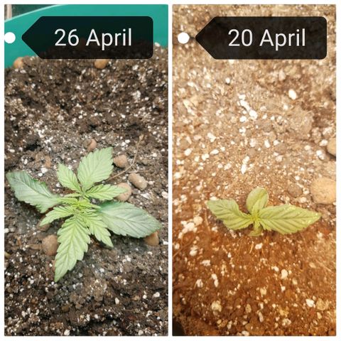 Super Lemon Haze Automatic growlog timeline photo