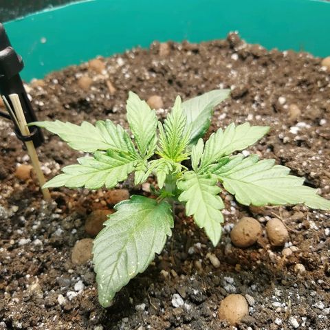 Super Lemon Haze Automatic growlog timeline photo