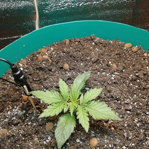 Super Lemon Haze Automatic growlog timeline photo