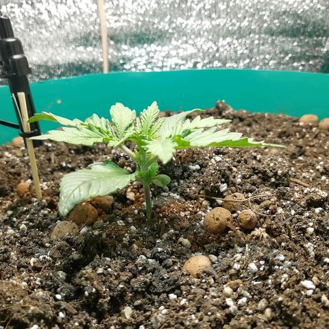Super Lemon Haze Automatic growlog timeline photo