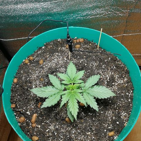 Super Lemon Haze Automatic growlog timeline photo