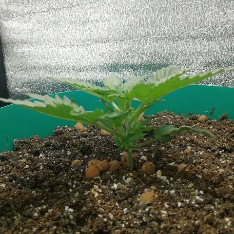 Super Lemon Haze Automatic growlog timeline photo