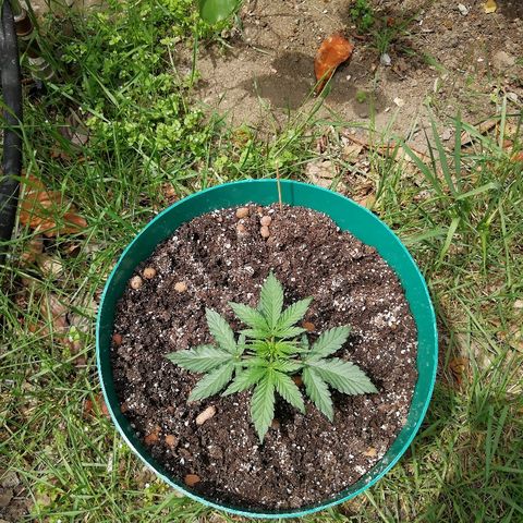 Super Lemon Haze Automatic growlog timeline photo