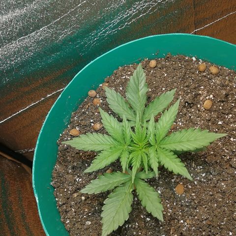 Super Lemon Haze Automatic growlog timeline photo