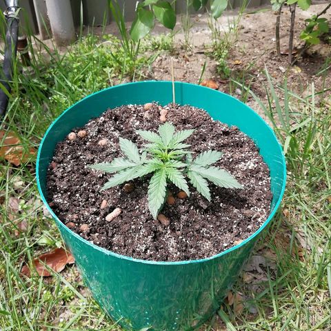 Super Lemon Haze Automatic growlog timeline photo
