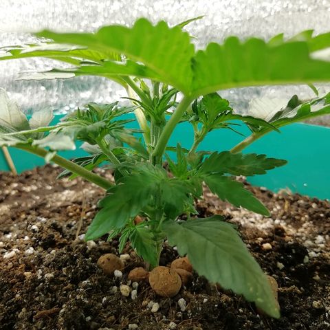 Super Lemon Haze Automatic growlog timeline photo