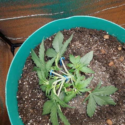 Super Lemon Haze Automatic growlog timeline photo