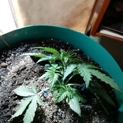 Super Lemon Haze Automatic growlog timeline photo