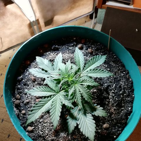 Super Lemon Haze Automatic growlog timeline photo