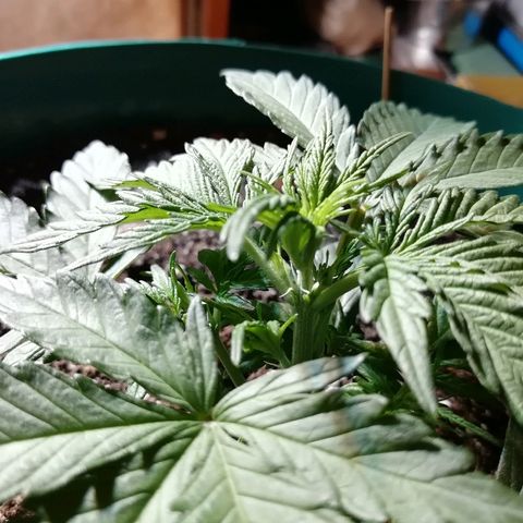 Super Lemon Haze Automatic growlog timeline photo