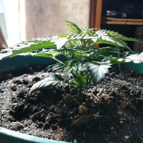 Super Lemon Haze Automatic growlog timeline photo