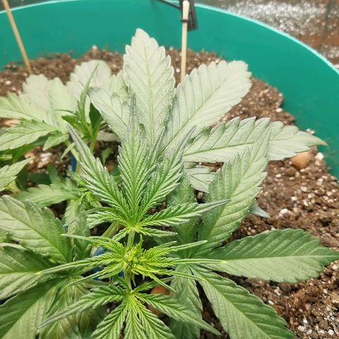 Super Lemon Haze Automatic growlog timeline photo