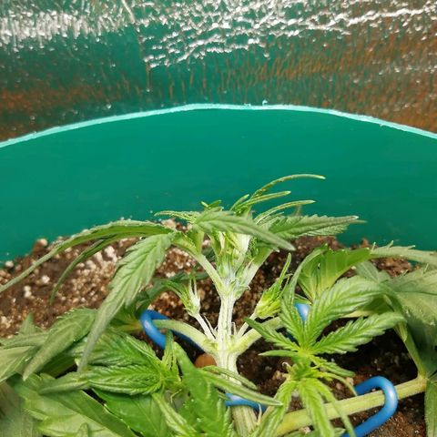 Super Lemon Haze Automatic growlog timeline photo