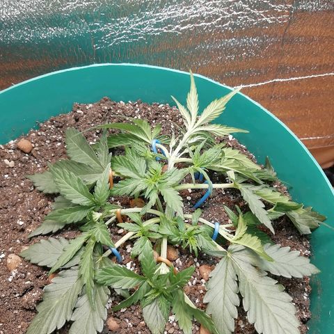 Super Lemon Haze Automatic growlog timeline photo