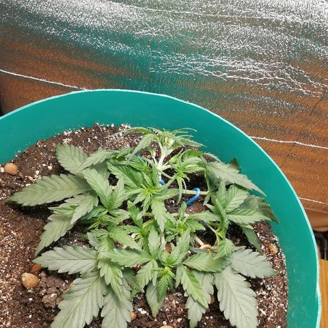 Super Lemon Haze Automatic growlog timeline photo