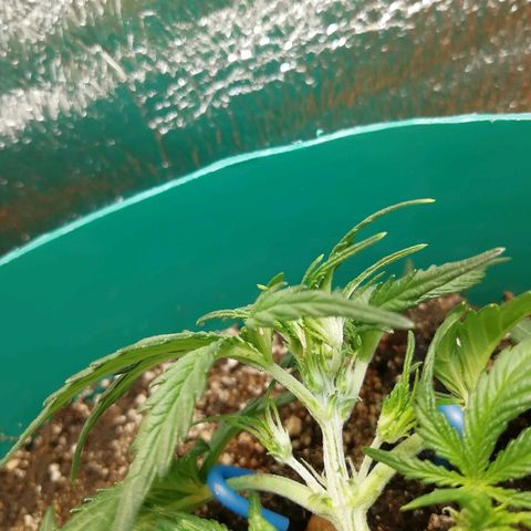 Super Lemon Haze Automatic growlog timeline photo