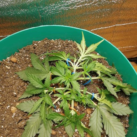 Super Lemon Haze Automatic growlog timeline photo