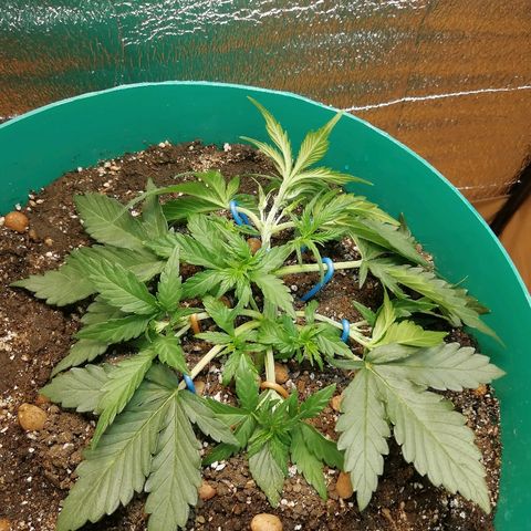 Super Lemon Haze Automatic growlog timeline photo